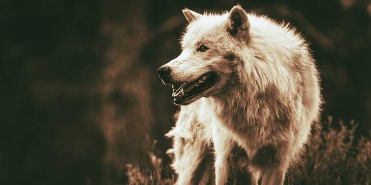 O lobo como animal simbólico